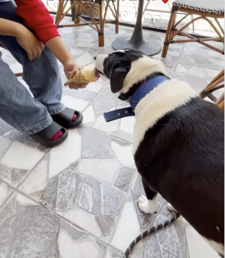 Illustration de l'article : Pour f&ecirc;ter l'adoption d'une chienne attaqu&eacute;e par des canid&eacute;s errants, ses bienfaiteurs l'emm&egrave;nent &agrave; la plage et lui offrent une glace