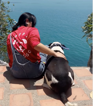Illustration de l'article : Pour f&ecirc;ter l'adoption d'une chienne attaqu&eacute;e par des canid&eacute;s errants, ses bienfaiteurs l'emm&egrave;nent &agrave; la plage et lui offrent une glace