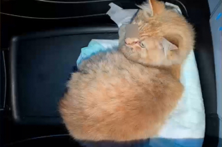 Illustration de l'article : Percut&eacute; par un train, ce chat roux gri&egrave;vement bless&eacute; est sauv&eacute; par des agents qui coupent le courant pour l&rsquo;&eacute;vacuer en toute s&eacute;curit&eacute;