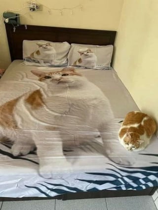 Illustration de l'article : 5 photos de chats et chiens qui &eacute;gayeront votre journ&eacute;e