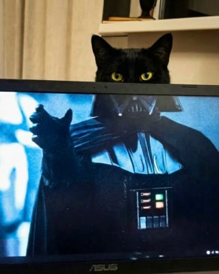 Illustration de l'article : 5 photos de chats et chiens qui &eacute;gayeront votre journ&eacute;e