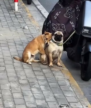 Illustration de l'article : 5 photos de chats et chiens qui &eacute;gayeront votre journ&eacute;e