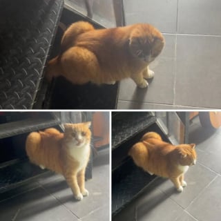 Illustration de l'article : 5 photos de chats et chiens qui &eacute;gayeront votre journ&eacute;e