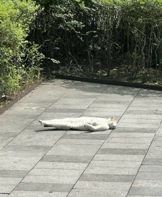 Illustration de l'article : 5 photos de chats et chiens qui &eacute;gayeront votre journ&eacute;e