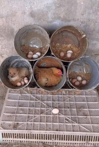 Illustration de l'article : 5 photos de chats et chiens qui &eacute;gayeront votre journ&eacute;e