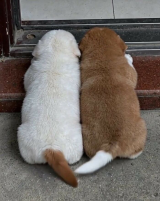 Illustration de l'article : 5 photos de chats et chiens qui &eacute;gayeront votre journ&eacute;e