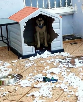 Illustration de l'article : 5 photos de chats et chiens qui &eacute;gayeront votre journ&eacute;e