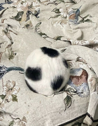 Illustration de l'article : 5 photos de chats et chiens qui &eacute;gayeront votre journ&eacute;e