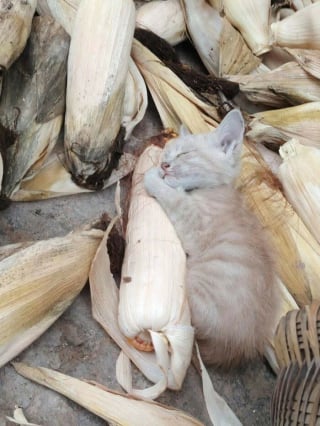 Illustration de l'article : 5 photos de chats et chiens qui &eacute;gayeront votre journ&eacute;e