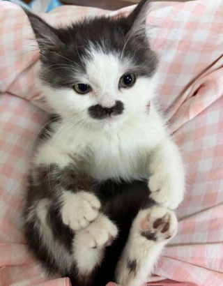 Illustration de l'article : 5 photos de chats et chiens qui &eacute;gayeront votre journ&eacute;e