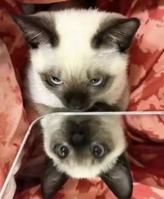 Illustration de l'article : 5 photos de chats et chiens qui &eacute;gayeront votre journ&eacute;e