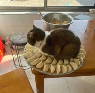 Illustration de l'article : 5 photos de chats et chiens qui &eacute;gayeront votre journ&eacute;e