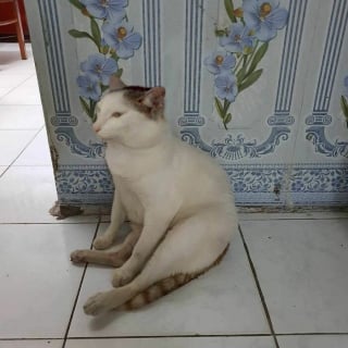 Illustration de l'article : 5 photos de chats et chiens qui &eacute;gayeront votre journ&eacute;e