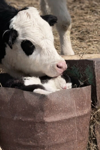 Illustration de l'article : 5 photos de chats et chiens qui &eacute;gayeront votre journ&eacute;e