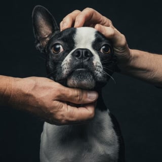 Illustration de l'article : 12 photos montrant le lien ind&eacute;fectible entre un chien et son ma&icirc;tre