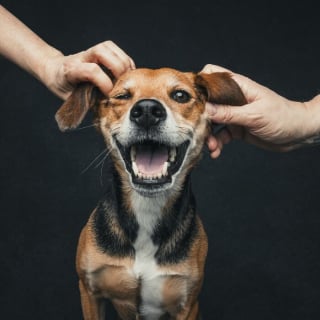 Illustration de l'article : 12 photos montrant le lien ind&eacute;fectible entre un chien et son ma&icirc;tre