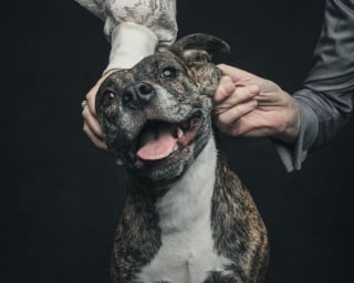 Illustration de l'article : 12 photos montrant le lien ind&eacute;fectible entre un chien et son ma&icirc;tre