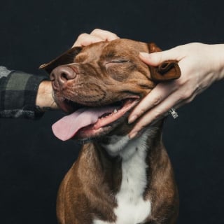 Illustration de l'article : 12 photos montrant le lien ind&eacute;fectible entre un chien et son ma&icirc;tre