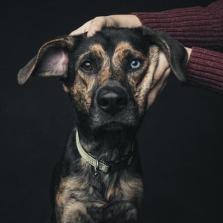 Illustration de l'article : 12 photos montrant le lien ind&eacute;fectible entre un chien et son ma&icirc;tre
