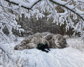 Illustration de l'article : 14 photos pour imaginer un monde o&ugrave; les chats seraient g&eacute;ants