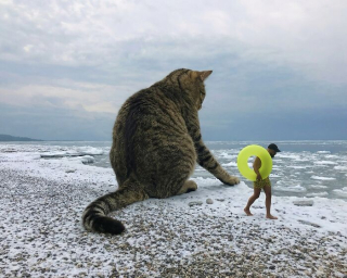 Illustration de l'article : 14 photos pour imaginer un monde o&ugrave; les chats seraient g&eacute;ants