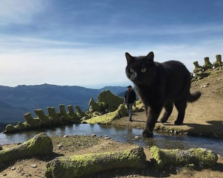 Illustration de l'article : 14 photos pour imaginer un monde o&ugrave; les chats seraient g&eacute;ants