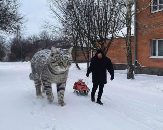 Illustration de l'article : 14 photos pour imaginer un monde o&ugrave; les chats seraient g&eacute;ants