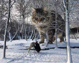 Illustration de l'article : 14 photos pour imaginer un monde o&ugrave; les chats seraient g&eacute;ants
