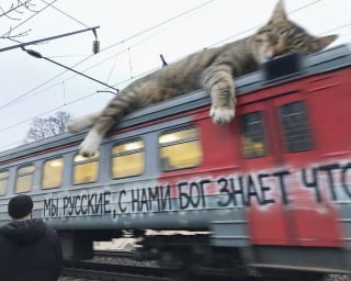 Illustration de l'article : 14 photos pour imaginer un monde o&ugrave; les chats seraient g&eacute;ants