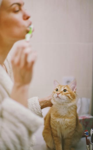 Illustration de l'article : 10 raisons qui poussent votre chat &agrave; vous suivre dans la salle de bains