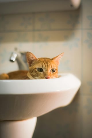 Illustration de l'article : 10 raisons qui poussent votre chat &agrave; vous suivre dans la salle de bains