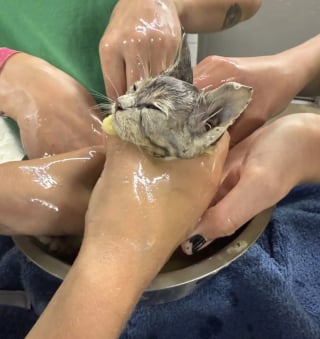 Illustration de l'article : Enti&egrave;rement couvert de colle industrielle, un chaton est sauv&eacute; gr&acirc;ce &agrave; l&rsquo;utilisation d&rsquo;huile de colza et prend un nouveau d&eacute;part en famille d'accueil