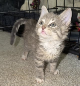 Illustration de l'article : Enti&egrave;rement couvert de colle industrielle, un chaton est sauv&eacute; gr&acirc;ce &agrave; l&rsquo;utilisation d&rsquo;huile de colza et prend un nouveau d&eacute;part en famille d'accueil