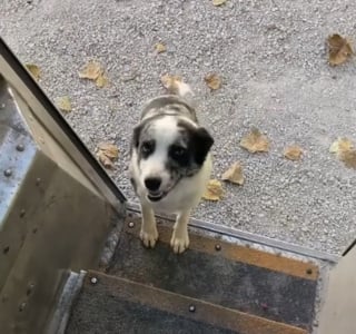 Illustration de l'article : Un livreur d&eacute;veloppe une adorable routine de c&acirc;lins avec un crois&eacute; Border Collie qui l&rsquo;attend chaque jour (vid&eacute;o)
