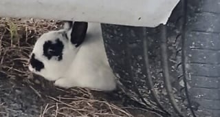 Illustration de l'article : En Bretagne, un lapin qui se prom&egrave;ne de jardin en jardin donne le sourire &agrave; tous les habitants