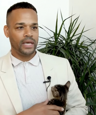 Illustration de l'article : Un homme permet le sauvetage de chatons venant d&rsquo;&ecirc;tre jet&eacute;s d&rsquo;une bo&icirc;te en carton par une automobiliste (vid&eacute;o)