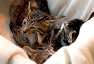 Illustration de l'article : Un homme permet le sauvetage de chatons venant d&rsquo;&ecirc;tre jet&eacute;s d&rsquo;une bo&icirc;te en carton par une automobiliste (vid&eacute;o)