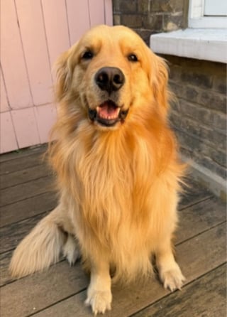 Illustration de l'article : Un Golden Retriever form&eacute; pour la th&eacute;rapie en milieu hospitaliier apaise les voyageurs lors d'un long trajet en train (vid&eacute;o)