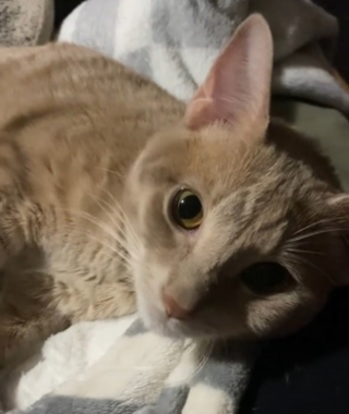 Illustration de l'article : Une femme voit un papillon se poser sur la truffe de son Pitbull et filme la sc&egrave;ne pour contredire les clich&eacute;s sur la race (vid&eacute;o)