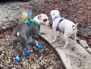 Illustration de l'article : Une femme voit un papillon se poser sur la truffe de son Pitbull et filme la sc&egrave;ne pour contredire les clich&eacute;s sur la race (vid&eacute;o)