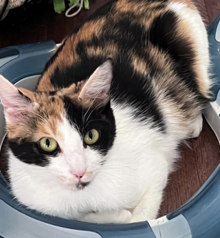 Illustration de l'article : Retrouv&eacute;s abandonn&eacute;s dans un parking, ces chatons et leur maman ont connu une tr&egrave;s belle &eacute;volution et seront bient&ocirc;t adoptables