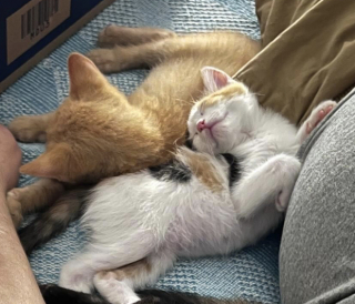 Illustration de l'article : Retrouv&eacute;s abandonn&eacute;s dans un parking, ces chatons et leur maman ont connu une tr&egrave;s belle &eacute;volution et seront bient&ocirc;t adoptables