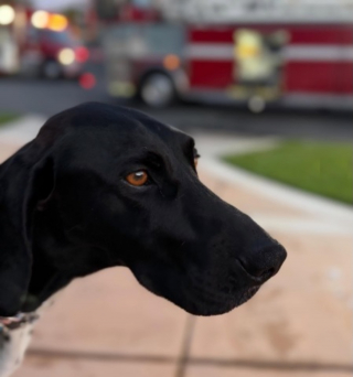 Illustration de l'article : R&eacute;veill&eacute;s par les aboiements insistants de leur chien &agrave; l'aube, ils &eacute;chappent &agrave; un incendie qui ravage leur garage et leurs voitures