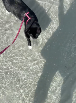 Illustration de l'article : Ce chat au nom inspir&eacute; de Tom Selleck surprend son adoptante en nageant lors de sa premi&egrave;re journ&eacute;e &agrave; la plage (vid&eacute;o)