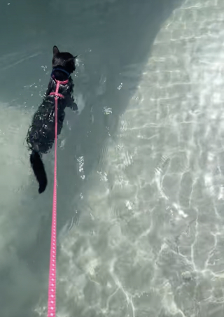 Illustration de l'article : Ce chat au nom inspir&eacute; de Tom Selleck surprend son adoptante en nageant lors de sa premi&egrave;re journ&eacute;e &agrave; la plage (vid&eacute;o)