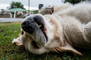 Illustration de l'article : Pourquoi la patte de votre chien s'agite-t-elle quand vous lui caressez le ventre ?