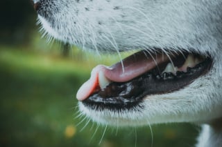 Illustration de l'article : La gueule d'un chien est-elle plus propre que la bouche d'un humain ?