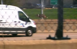 Illustration de l'article : Les policiers &agrave; bout de souffle poursuivant un chien &agrave; travers une autoroute, interrompent le trafic et le mettent en s&eacute;curit&eacute; (vid&eacute;o)