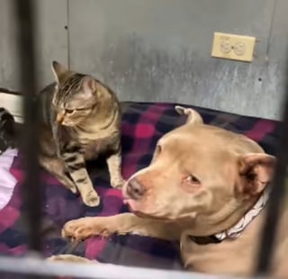 Illustration de l'article : &laquo; Leur lien est vraiment sp&eacute;cial &raquo;, s&eacute;par&eacute;s de leur propri&eacute;taire, un Pitbull et un chat se c&acirc;linent au refuge pour se r&eacute;conforter (vid&eacute;o)
