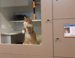 Illustration de l'article : Ce chat de refuge gratte la vitre de son box pour qu'on le remarque et finit par &ecirc;tre adopt&eacute; au bout de 2 mois (vid&eacute;o)